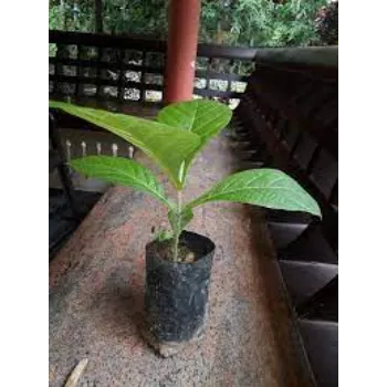 teak plant (10)-7298032-37493.webp